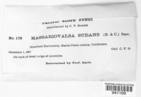 Massariovalsa sudans image